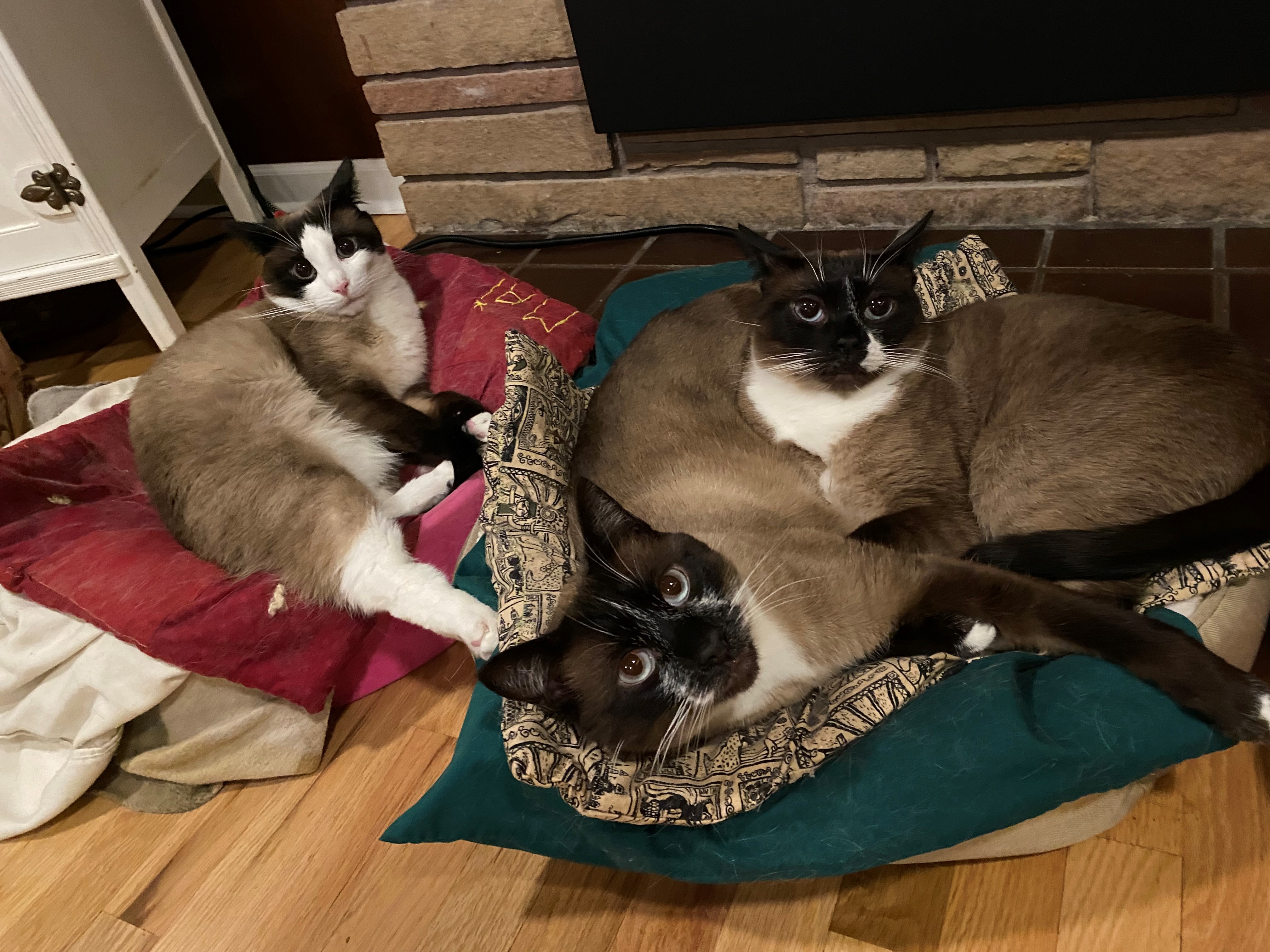 From left to right, Mai, Tai, and Skye. Three snowshoe cats cuddling in their warming beds.