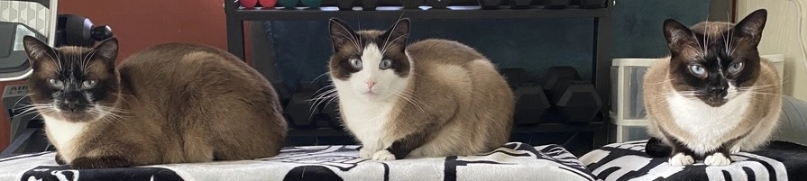 Three snowshoe siamese cats in loaf mode. From left to right: Tai, Mai, and Skye